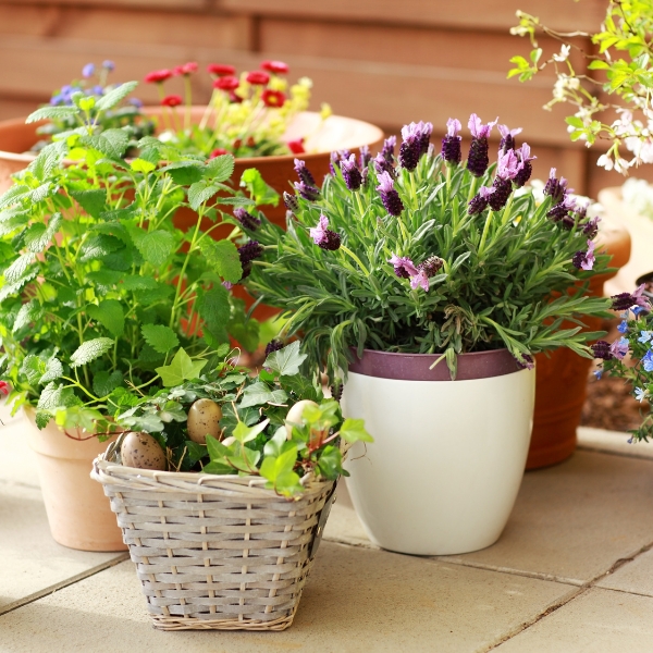 Steel Trays